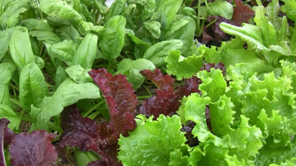 container garden lettuce