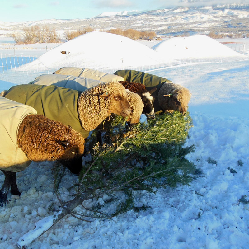 Sheep with a Christmas Tree image