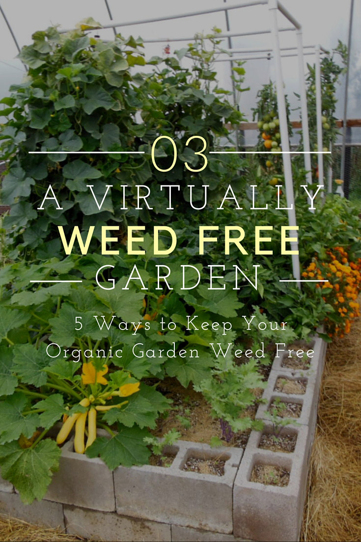 Virtually Weed Free Garden image