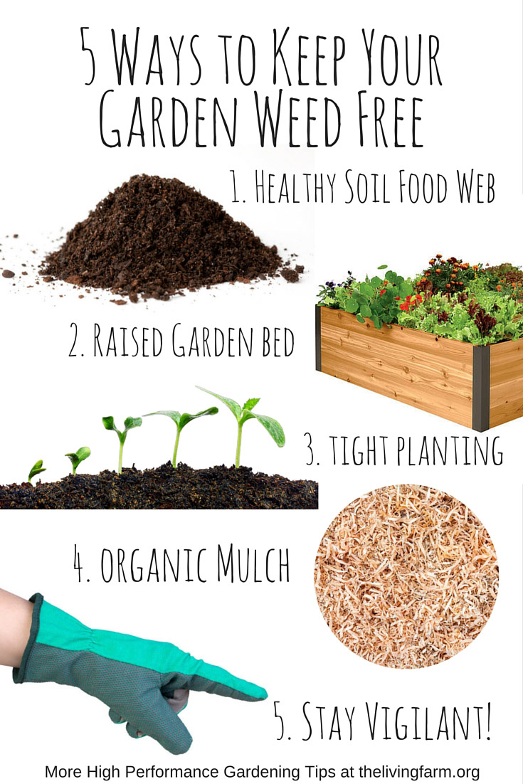 5 Ways to Keep Your Garden Weed Free image