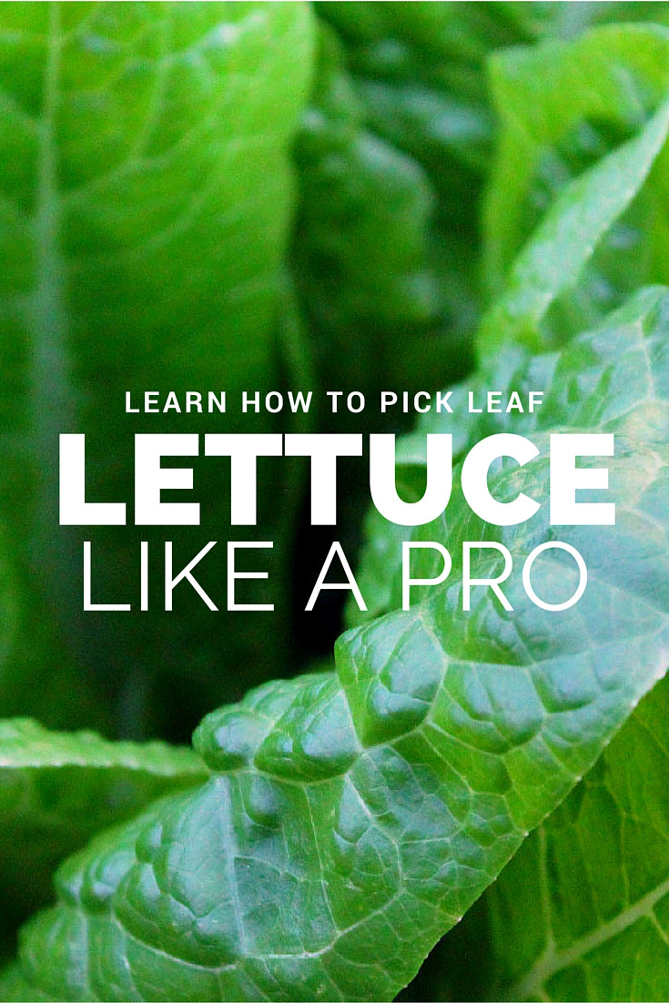 Pick Leaf Lettuce image