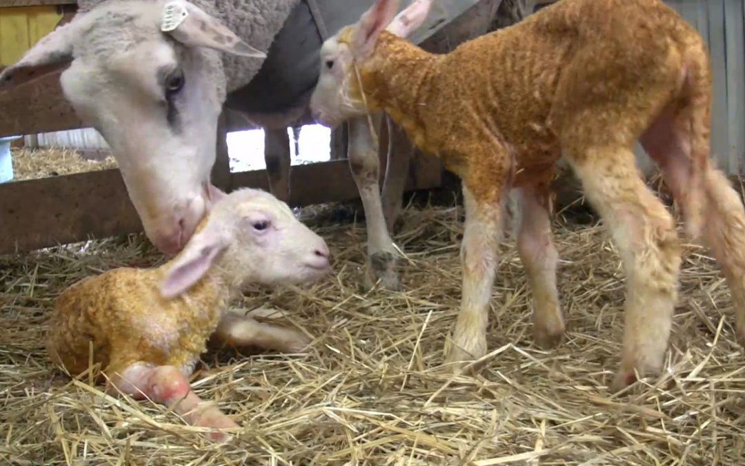 Assisted Sheep Birth – Lambing Adventure #6