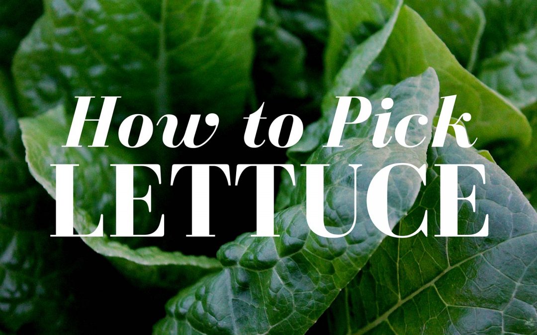How to Pick Leaf Lettuce Like a Pro Gardener