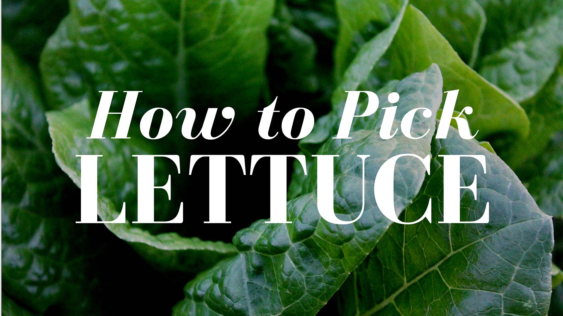 How To Pick Leaf Lettuce Like A Pro Gardener