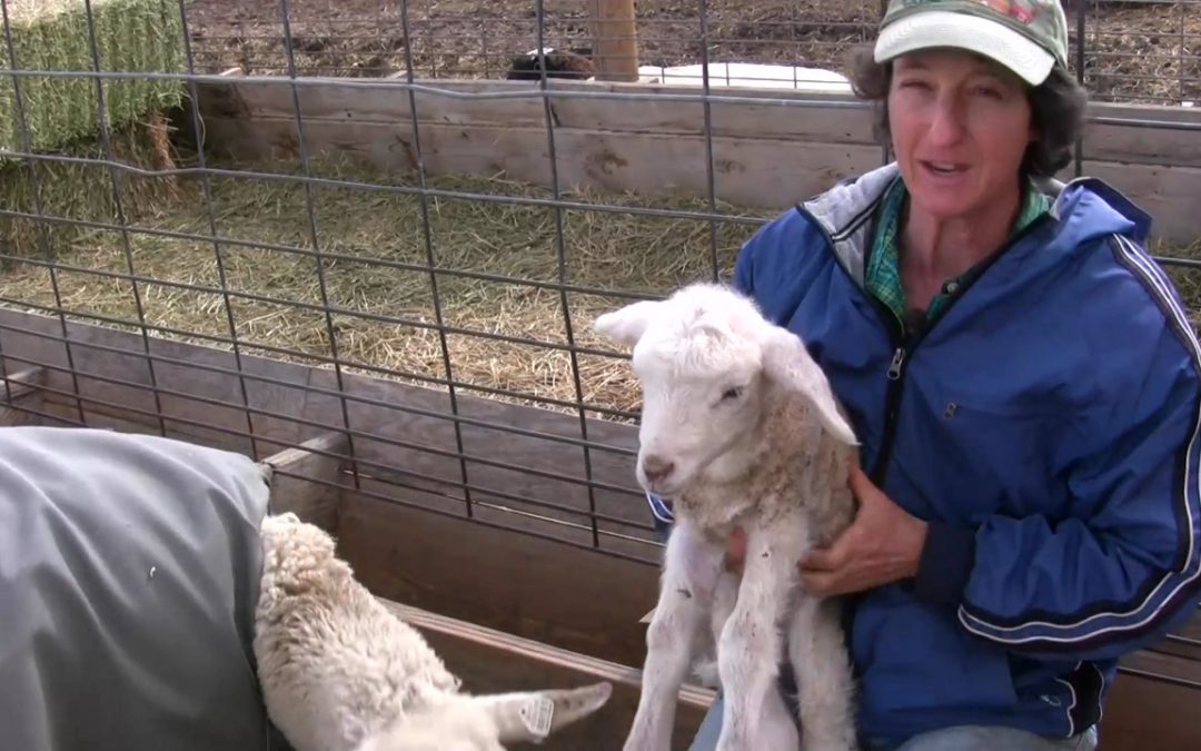 First Day of Spring Lambs – Lambing Adventure #4-#5