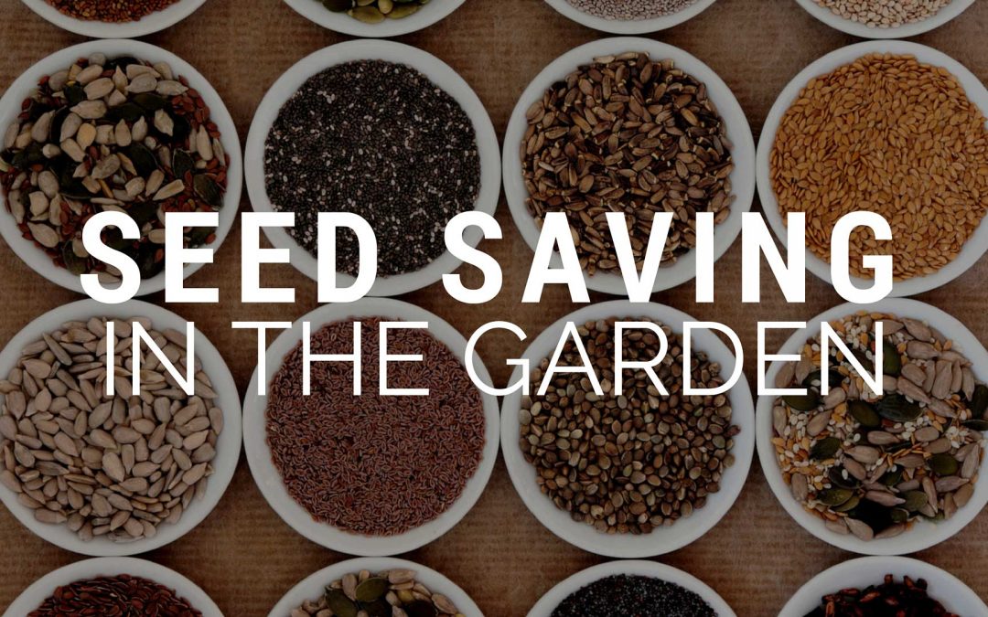 Seed Saving in the Garden image