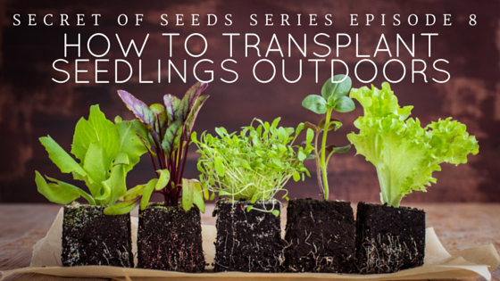 Secret of Seeds Series Part 8 - How to Transplant Seedlings Outdoors