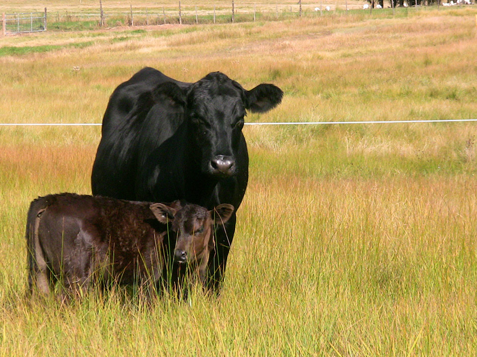 Cows Pasture image