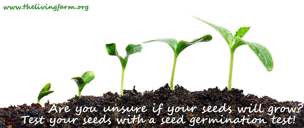 Seed Germination Sprouts image