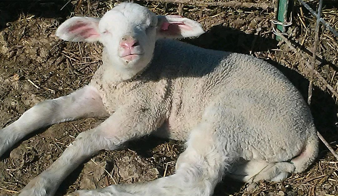 More Lambs Coming!