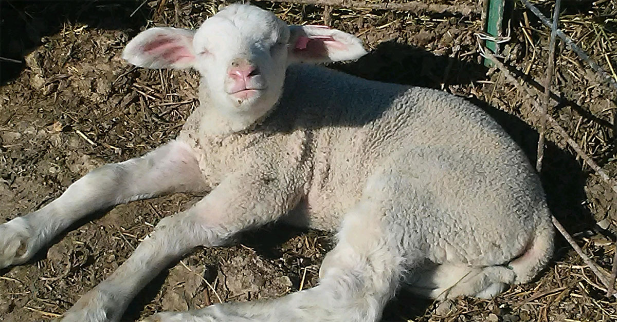 Birthed Lamb image