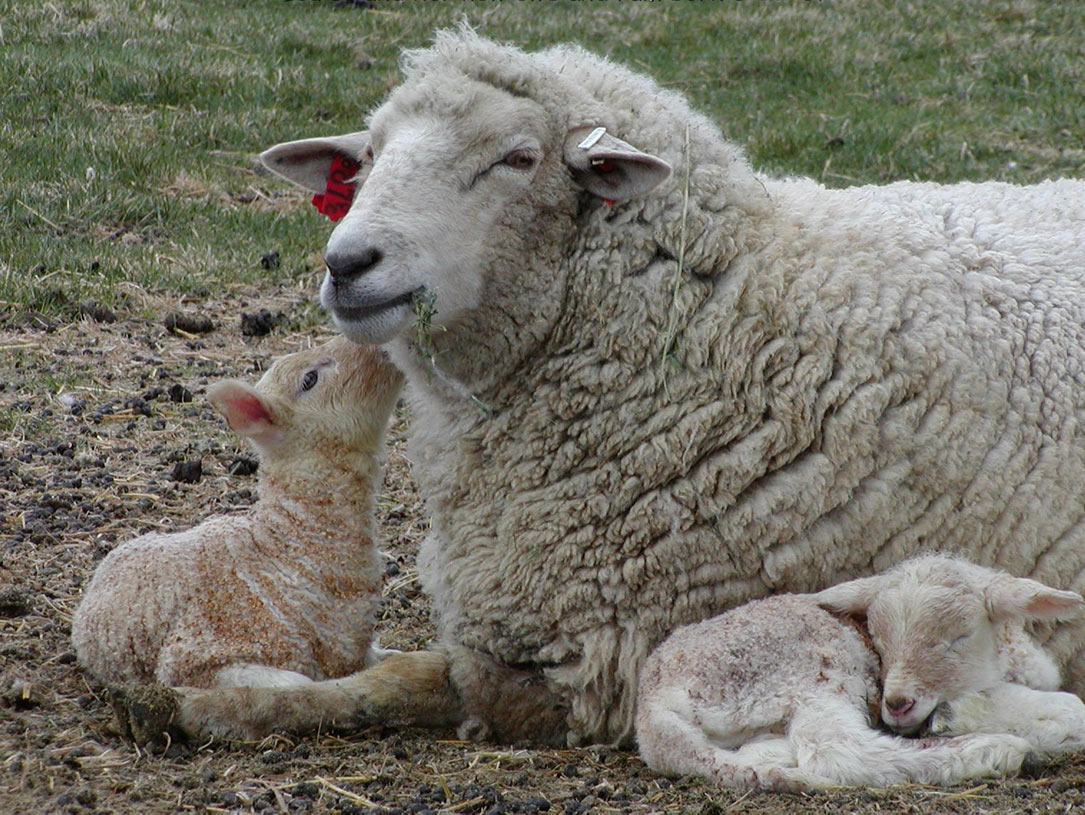 Ewe and Lambs image