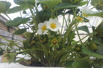 Blooming Strawberry Plant image