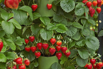 Healthy Strawberries image