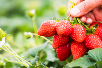 Holding Strawberries image