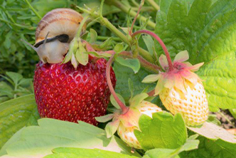 Slug on Strawberry image