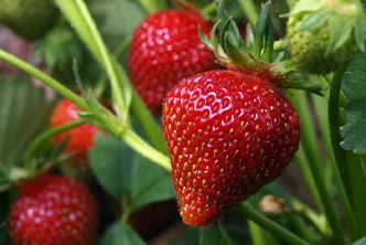 High Performance Strawberry Course - THE LIVING FARM