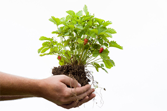Strawberry Plant in Hand image