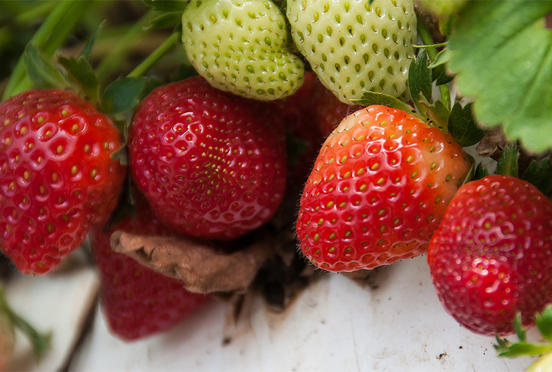 The Living Farm Market Strawberries