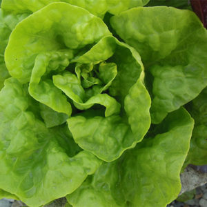 Winter Density Lettuce