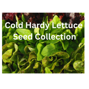Cold Hardy Lettuce Seed Collection