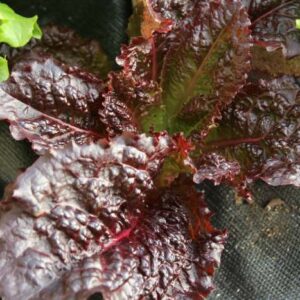 Lettuce, Firecracker 2 Pack