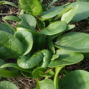 Spinach, Giant Noble