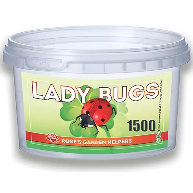 Ladybugs